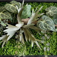 Tableau végétal Asther 100 x 40cm