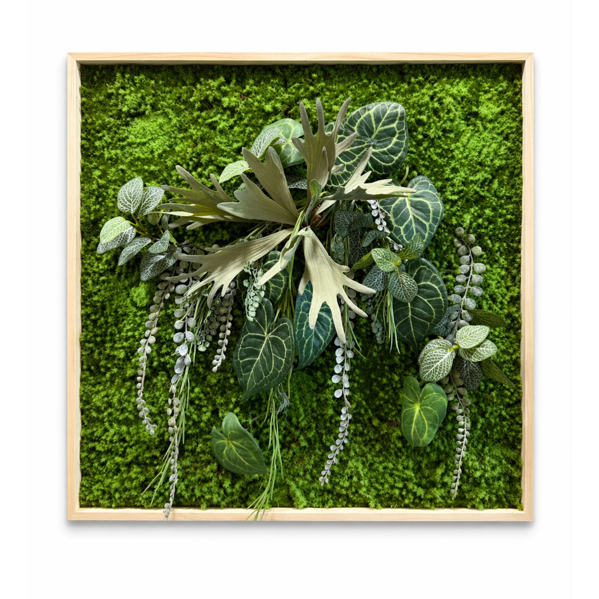 Tableau végétal Bacopa 70x70cm