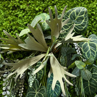 Tableau végétal Bacopa 70x70cm