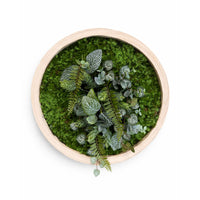 Tableau végétal Nepeta 35cm