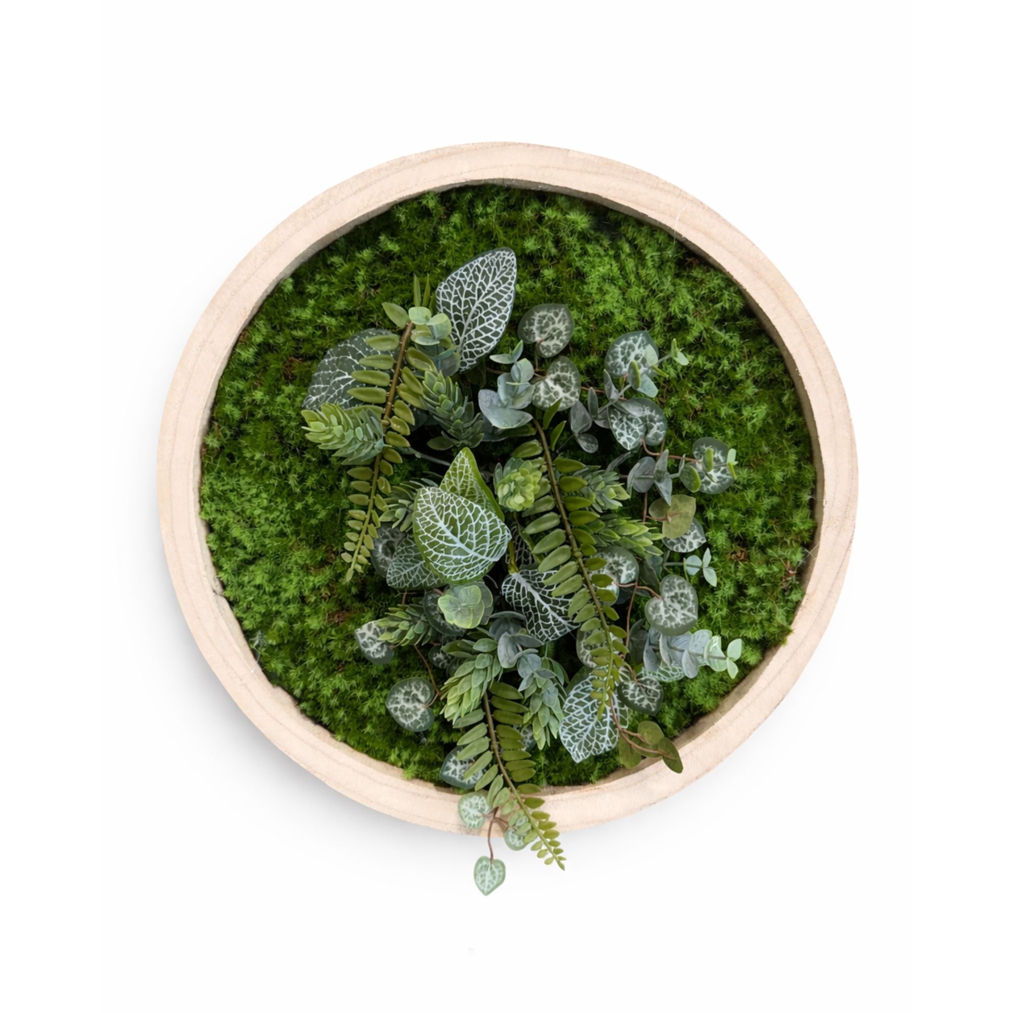 Tableau végétal Nepeta 35cm