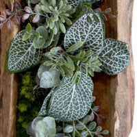 Tableau végétal Salvia 40x16cm