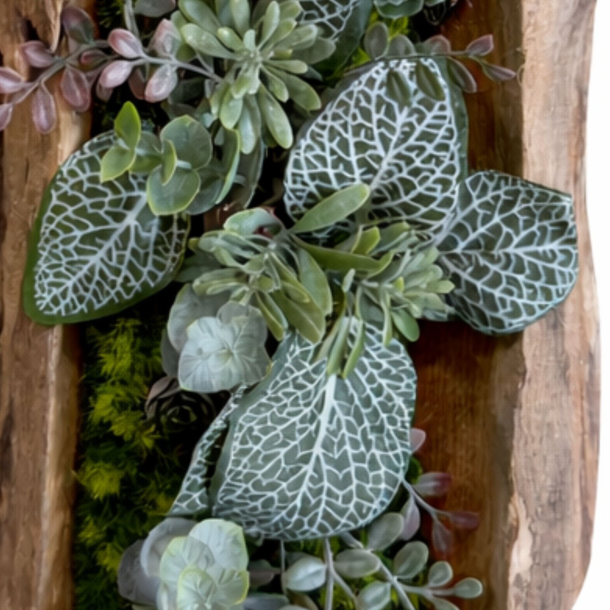 Tableau végétal Salvia 40x16cm