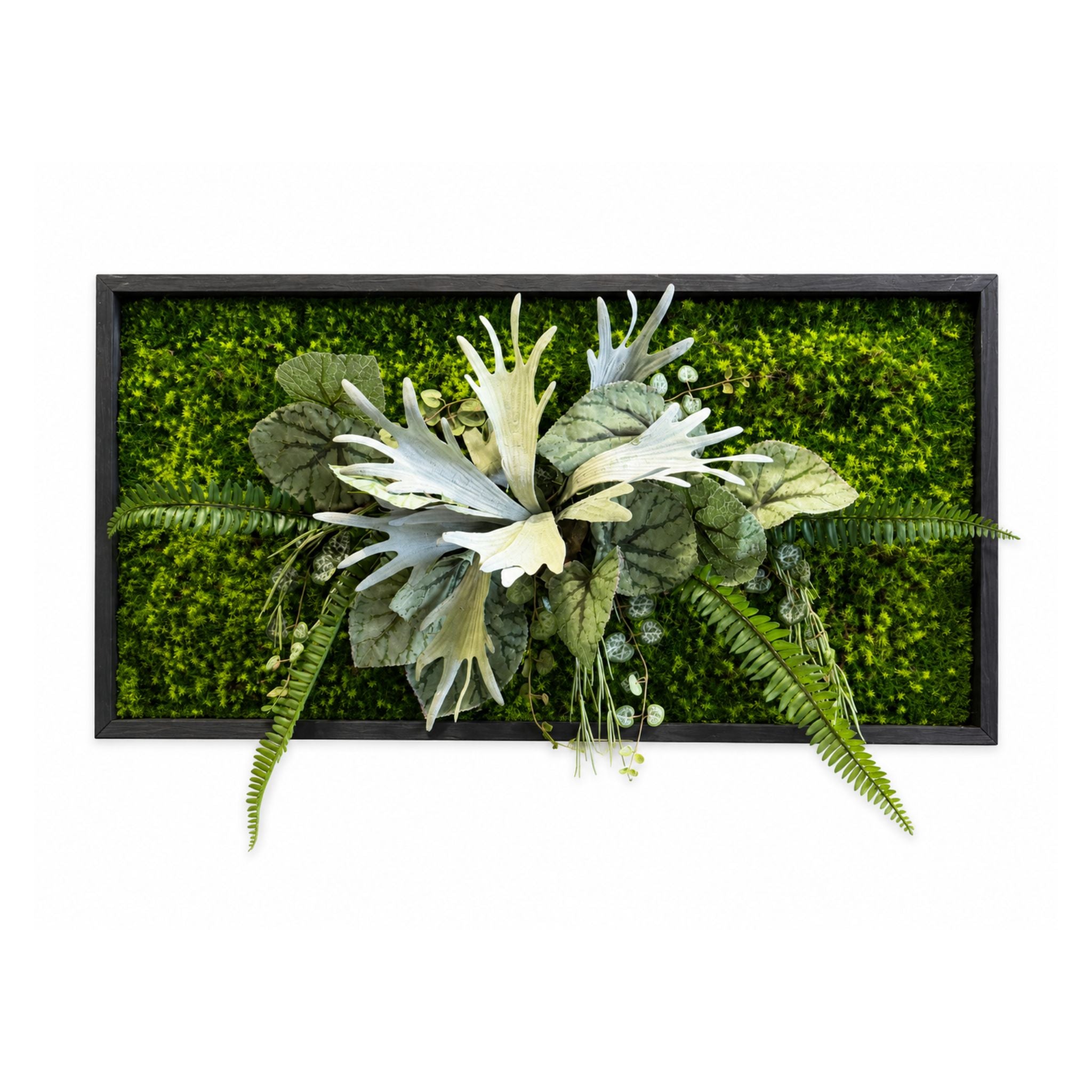 Tableau végétal Clématite 80x40cm