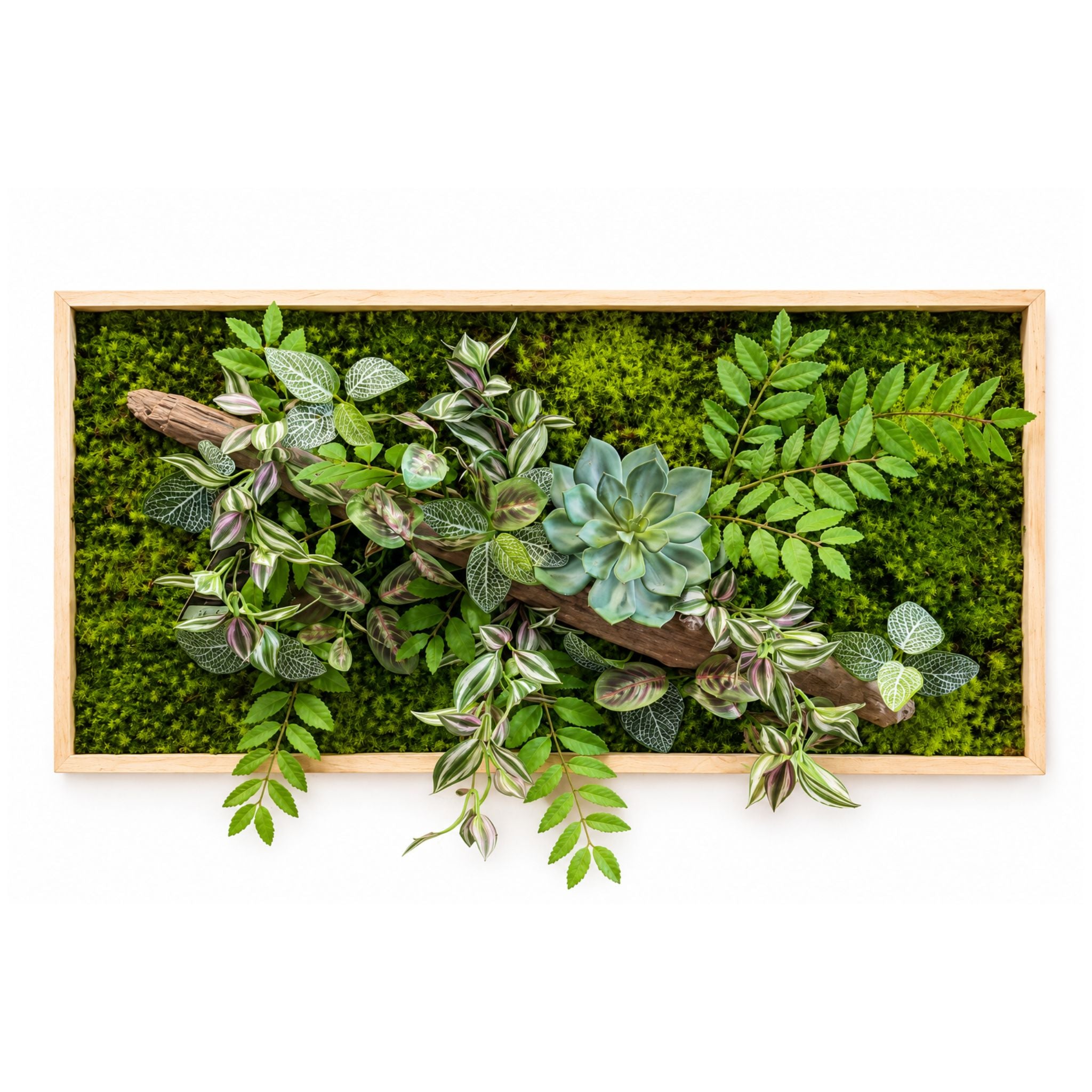 Tableau végétal Limonium 80x40cm