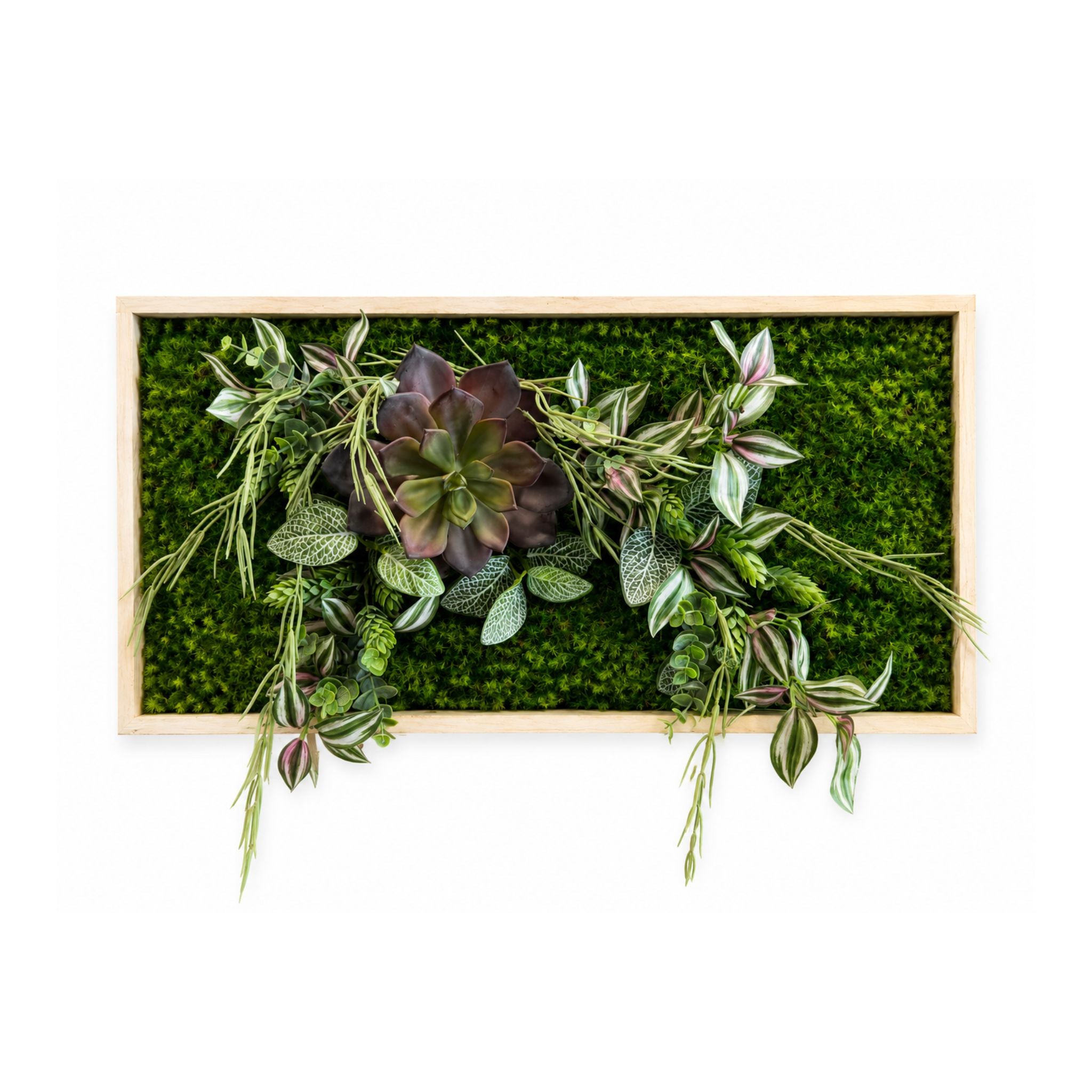 Tableau végétal Ficus 60x30cm