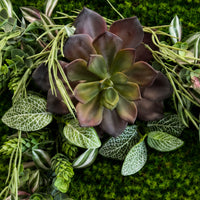 Tableau végétal Ficus 60x30cm