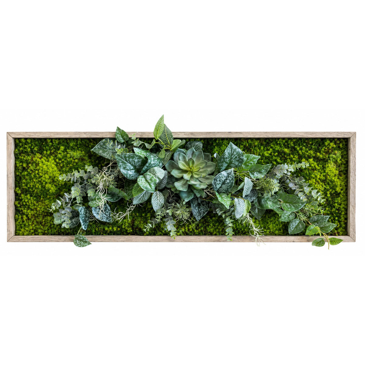 Tableau végétal Dendrobium 100x31.5cm