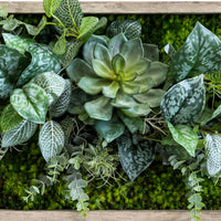 Tableau végétal Dendrobium 100x31.5cm