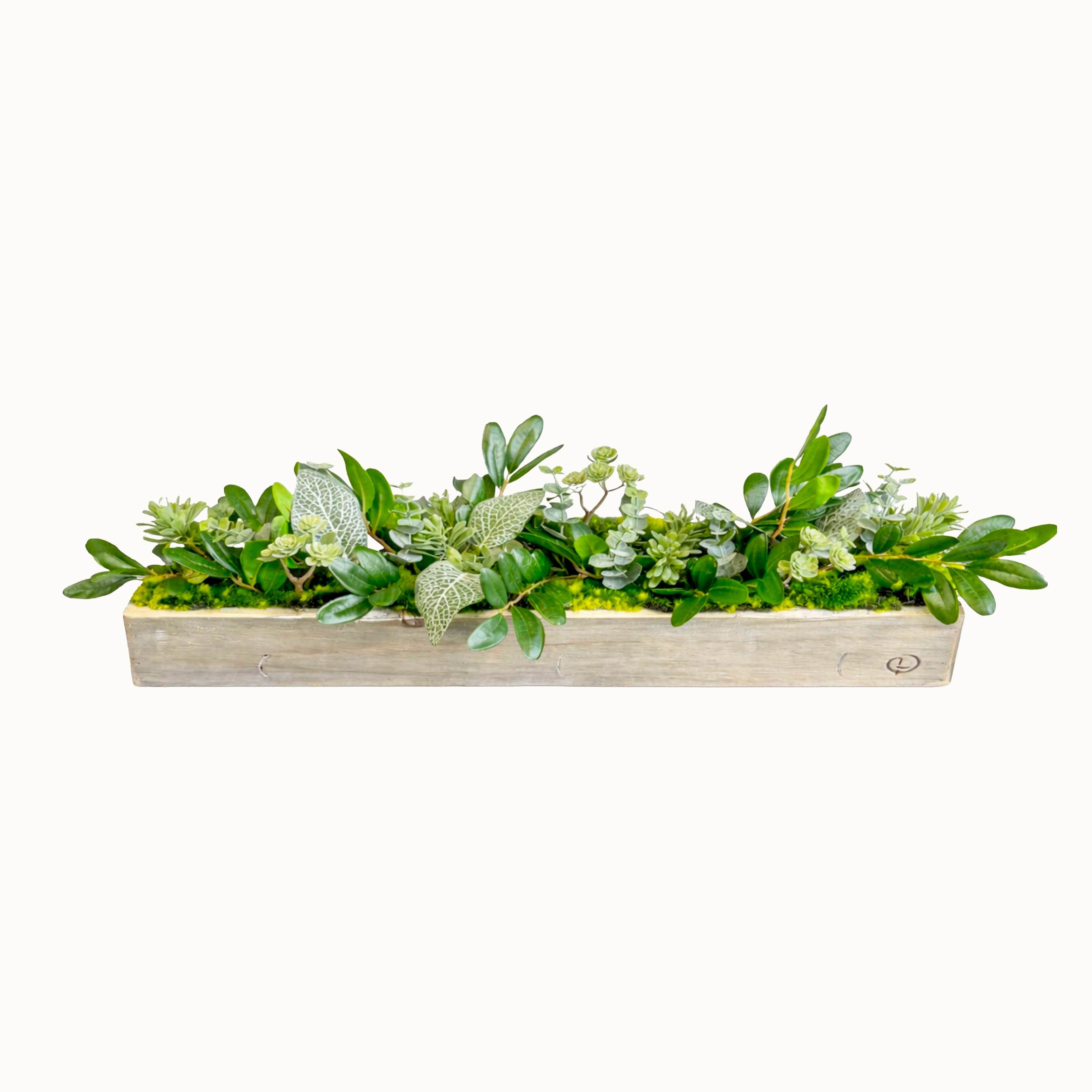 Centre de table Aeonium 10x52cm