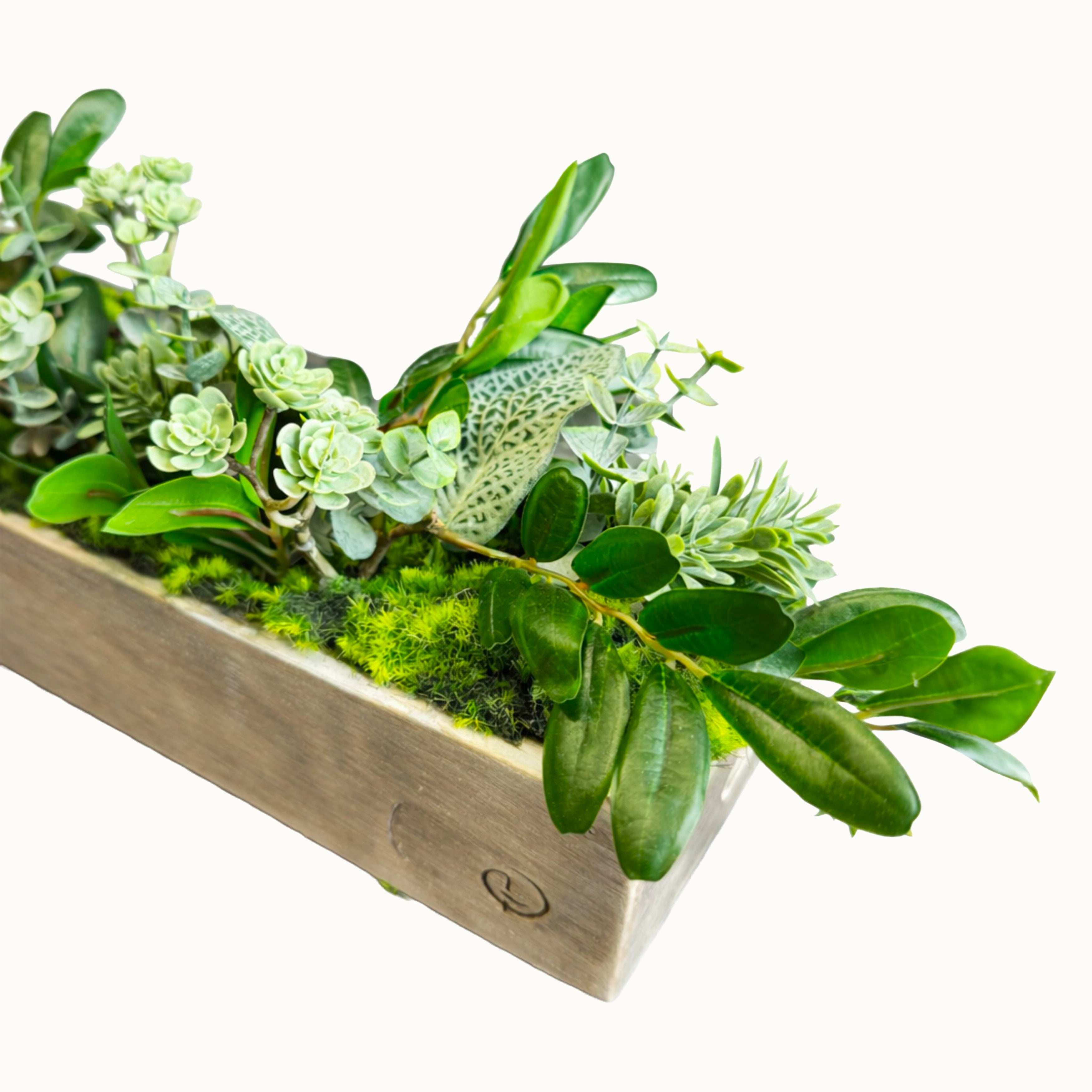 Centre de table Aeonium 10x52cm