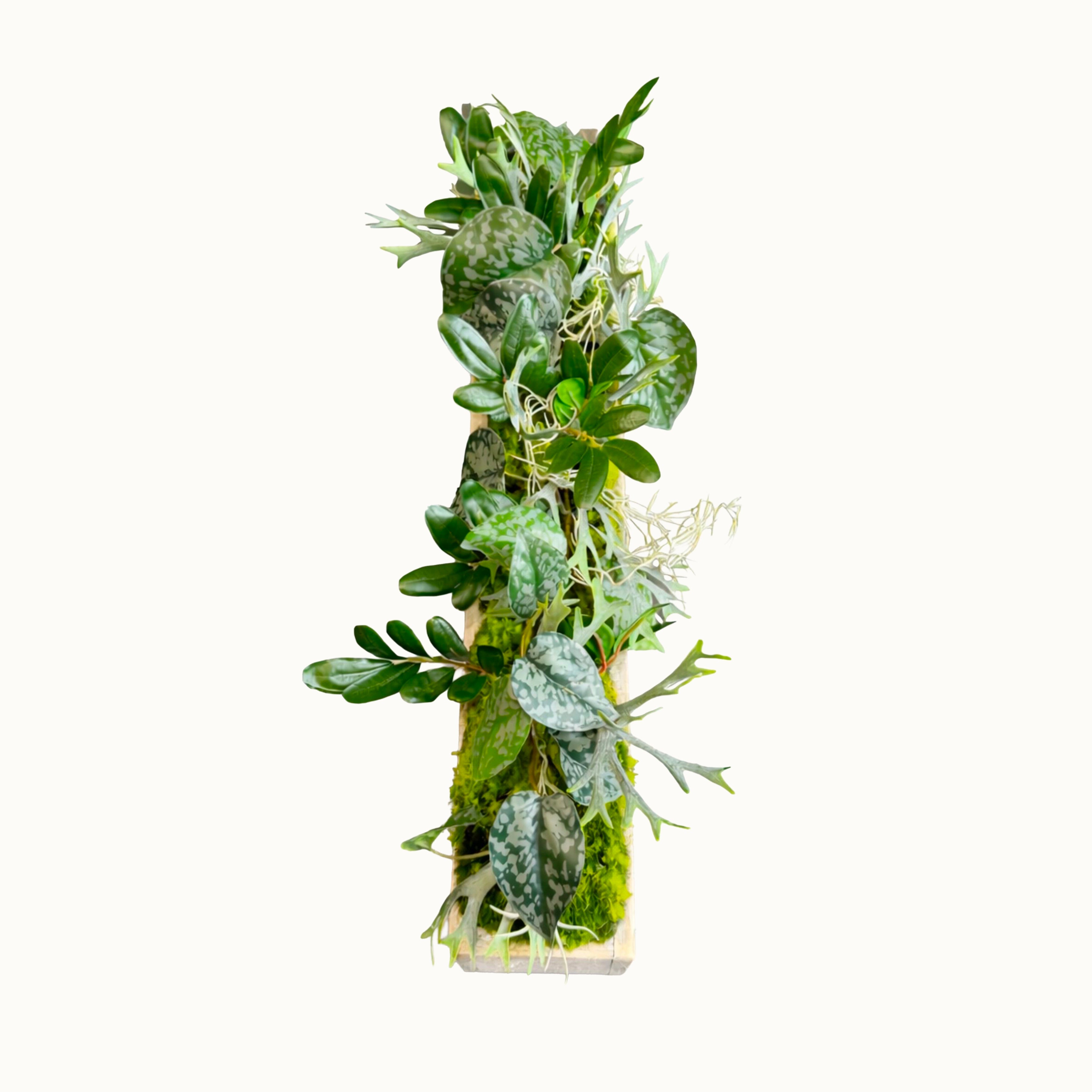 Centre de table Aloes 10x52cm
