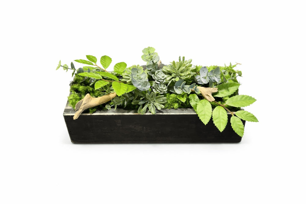 Centre de table Haworthia 26x10cm