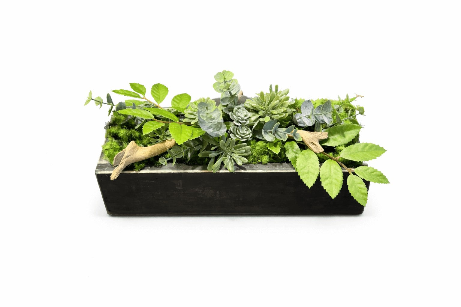 Centre de table Haworthia 26x10cm