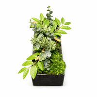 Centre de table Haworthia 26x10cm