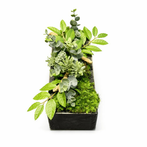 Centre de table Haworthia 26x10cm