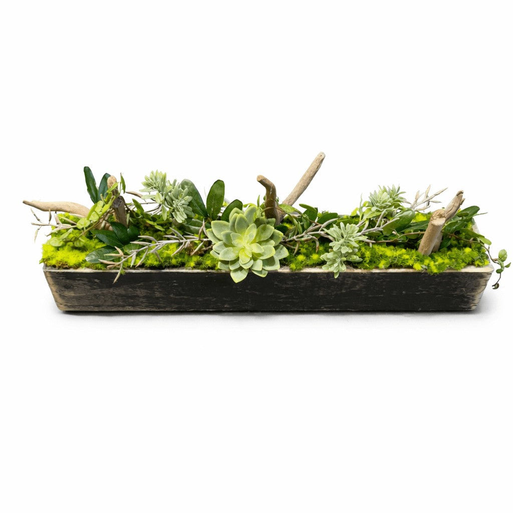 Centre de table pachyphytum 10x52cm