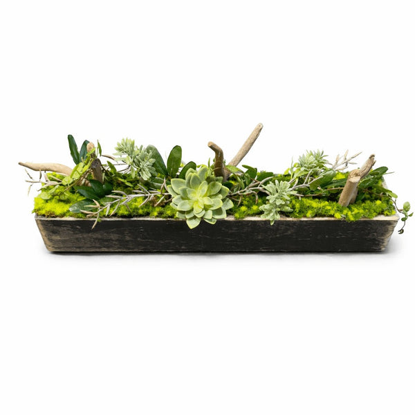Centre de table pachyphytum 10x52cm