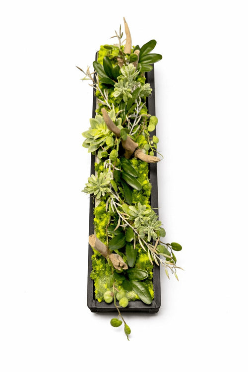 Centre de table pachyphytum 10x52cm