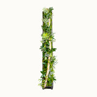 Centre de table Conophytum 95x12cm