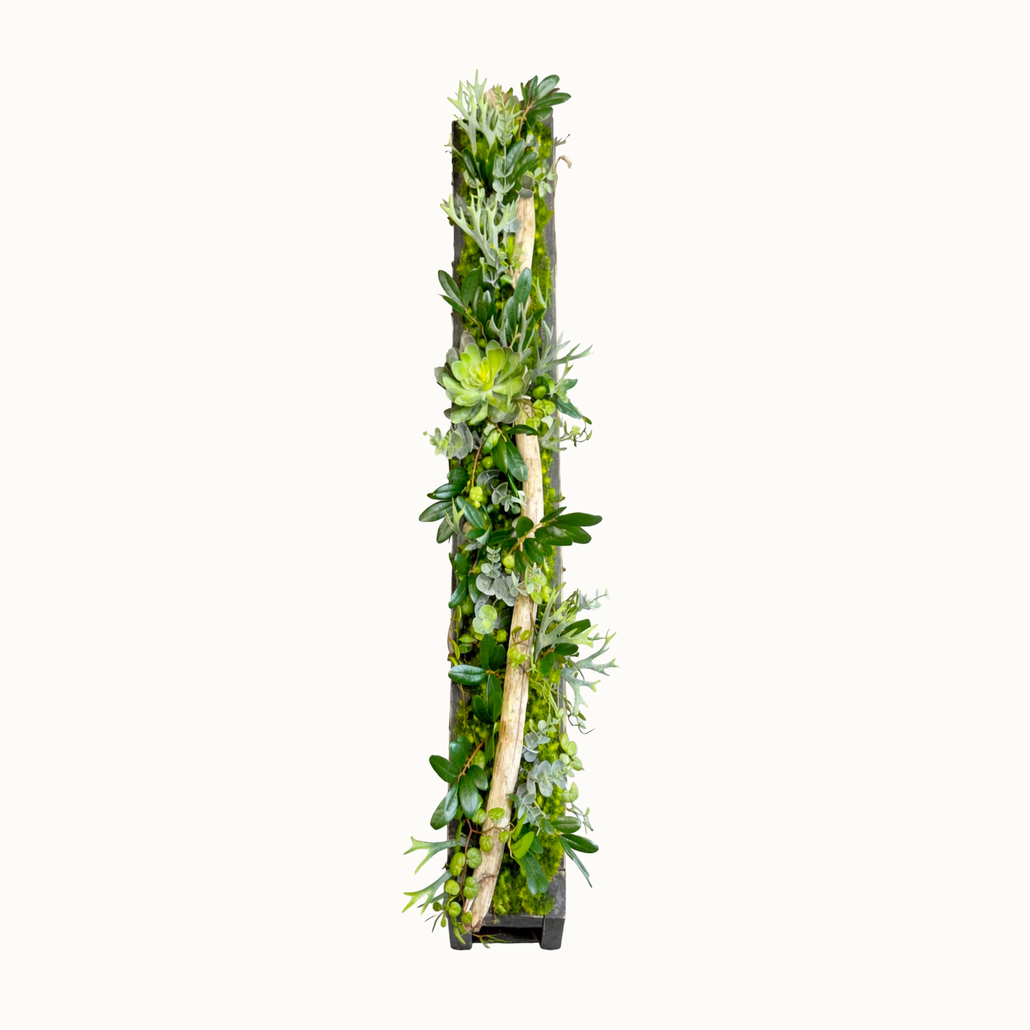 Centre de table Conophytum 95x12cm