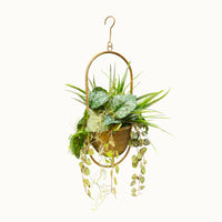 Suspension Végétale Philodendron 52x18cm