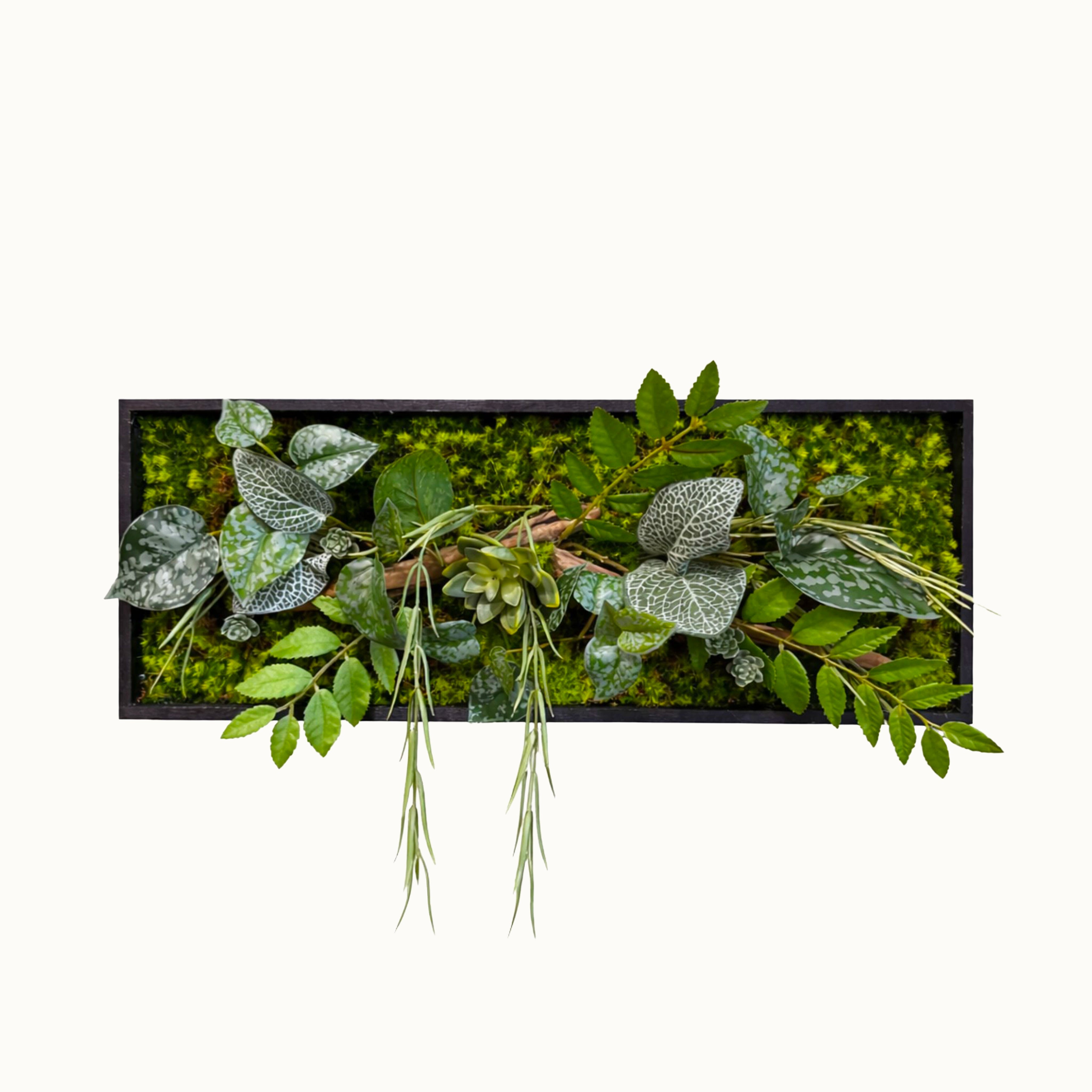 Tableau Végétal Aloe 50x20cm