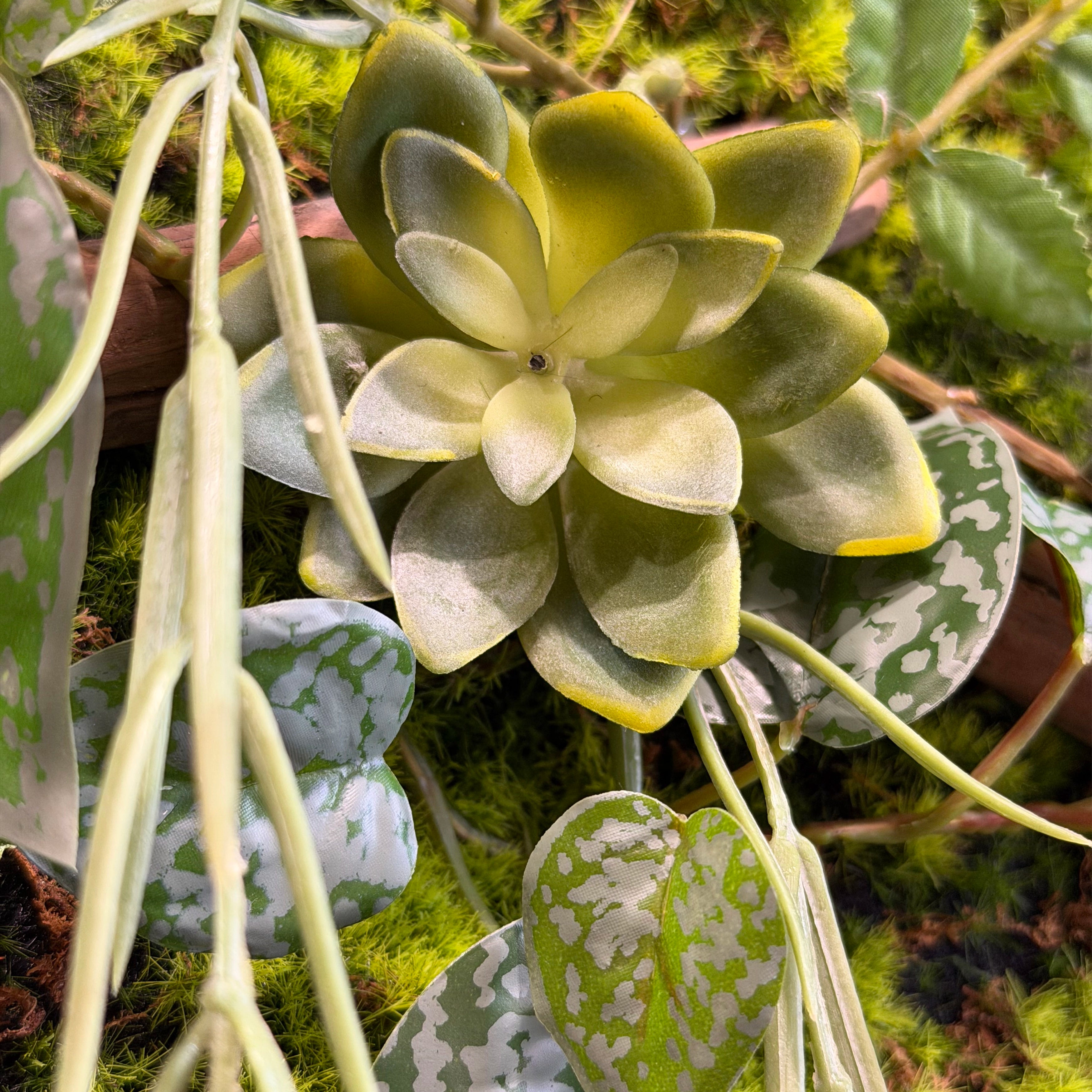 Tableau Végétal Aloe 50x20cm