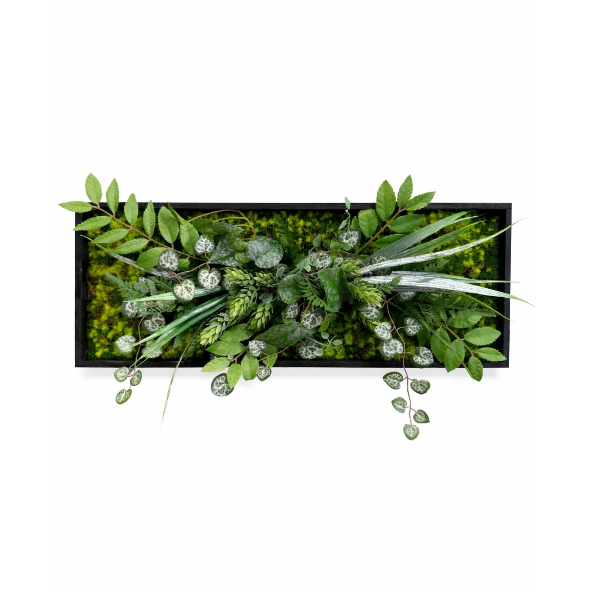 Tableau végétal Anthurium 50x20cm