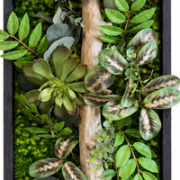 Tableau végétal Asther 100 x 25cm