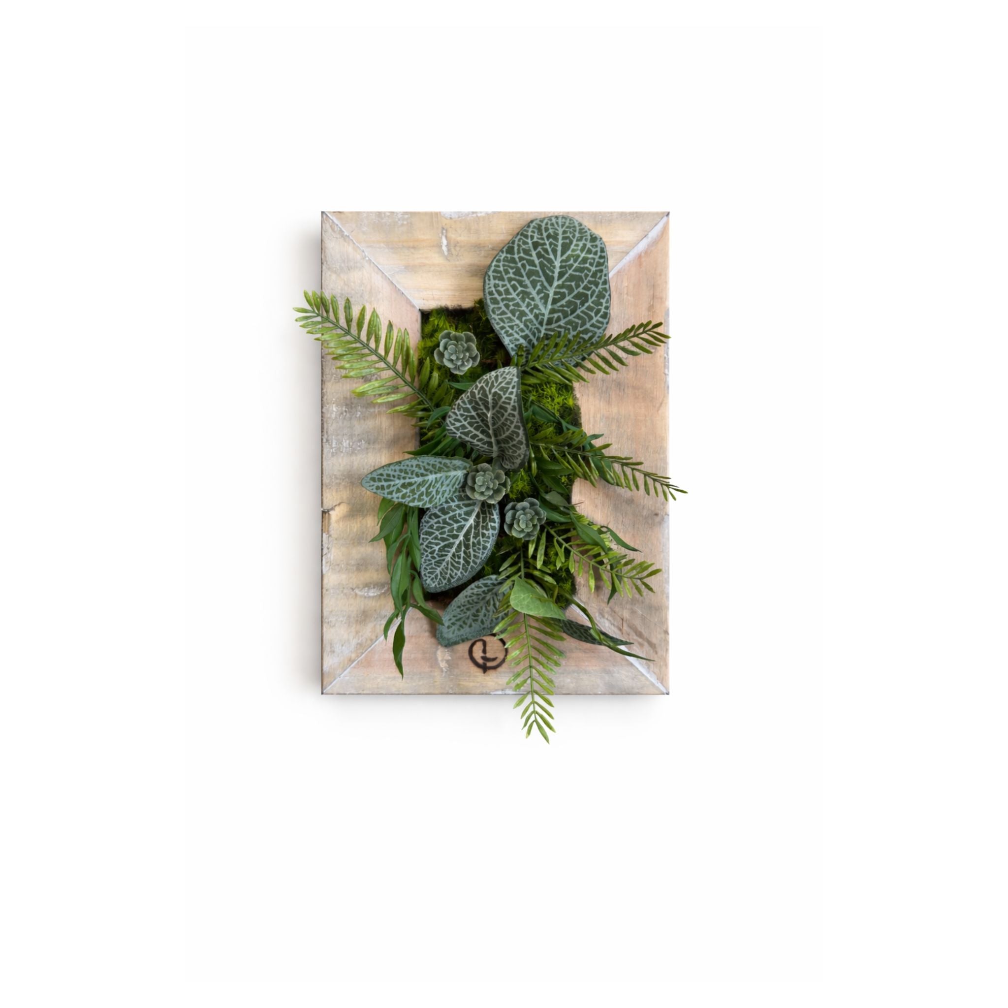 Tableau végétal Calathea 25x17.5cm