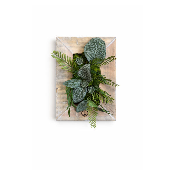 Tableau végétal Calathea 25x17.5cm