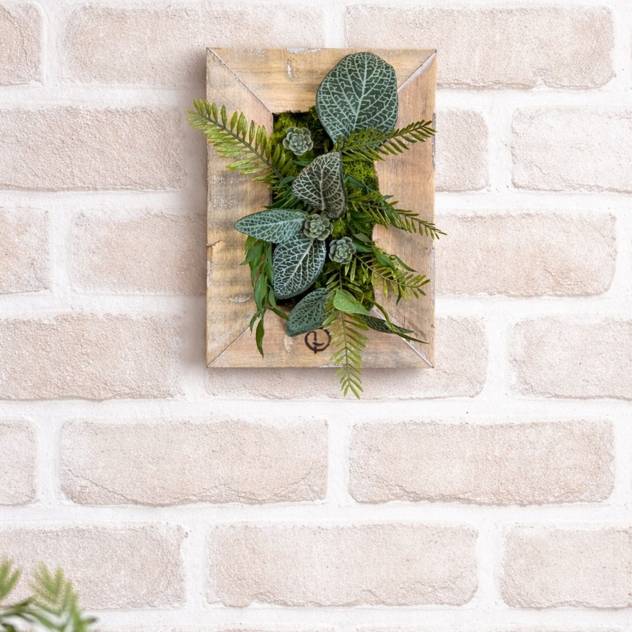 Tableau végétal Calathea 25x17.5cm