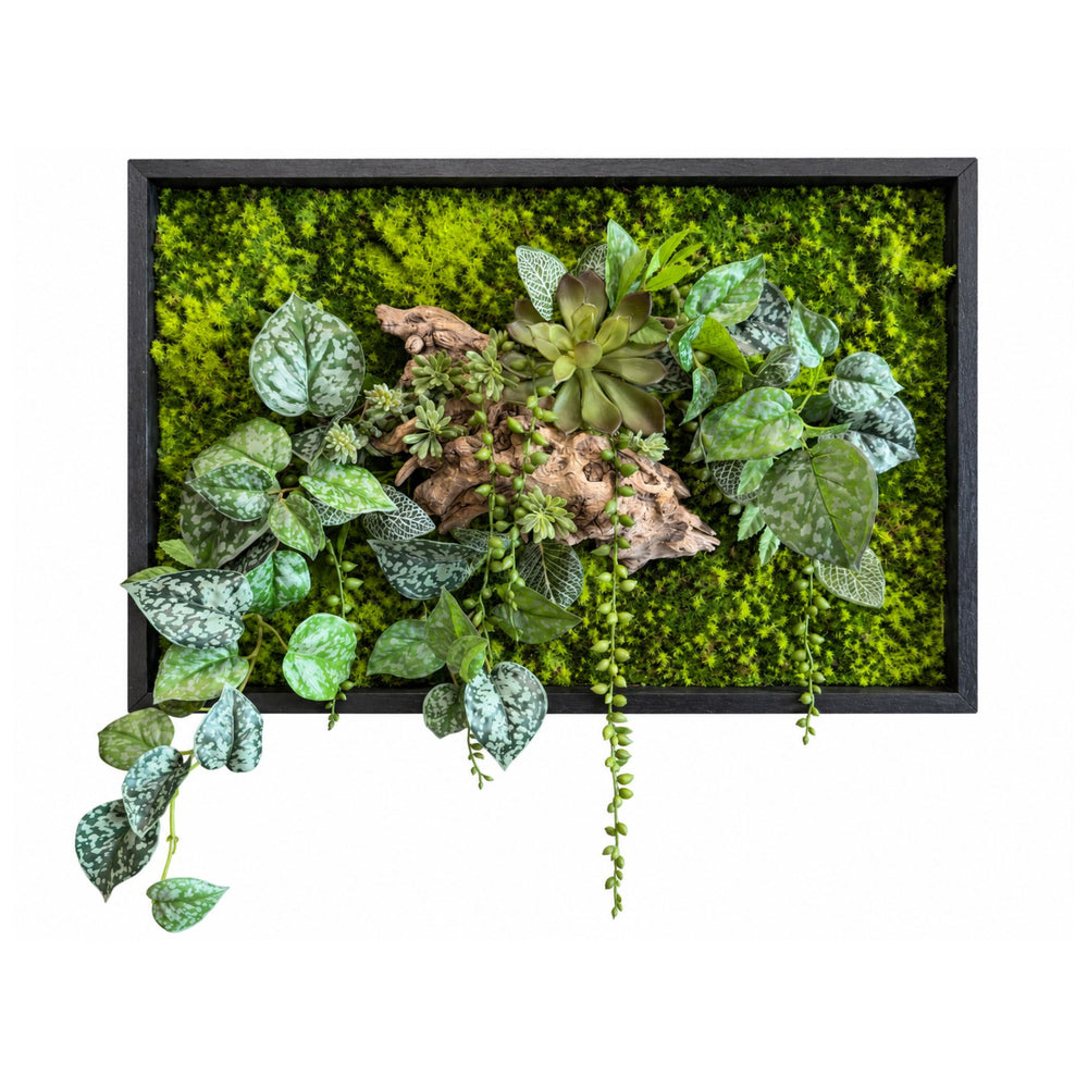 Tableau végétal Calathea 60x40cm