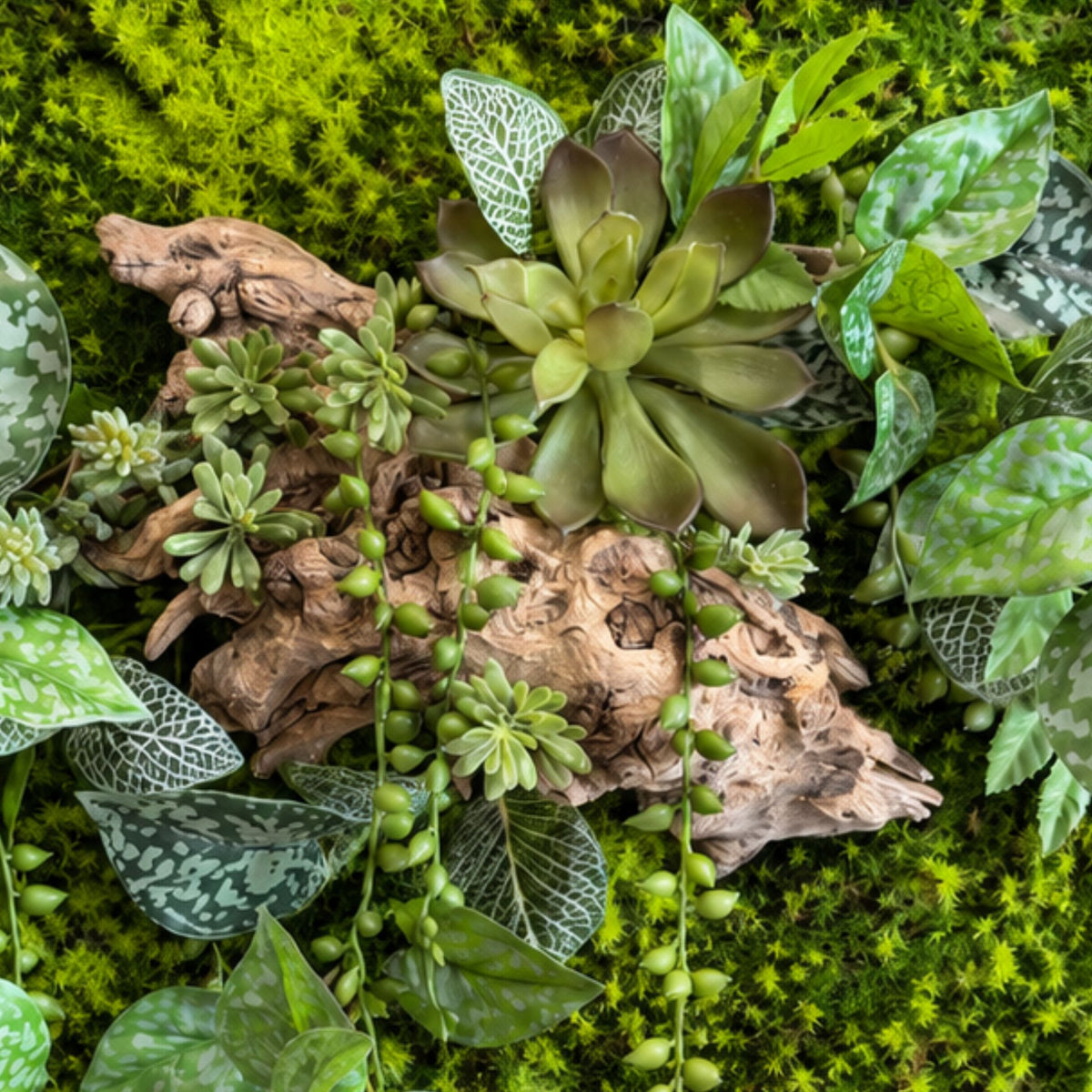 Tableau végétal Calathea 60x40cm