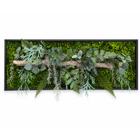 Tableau végétal Catopsis 110x40cm