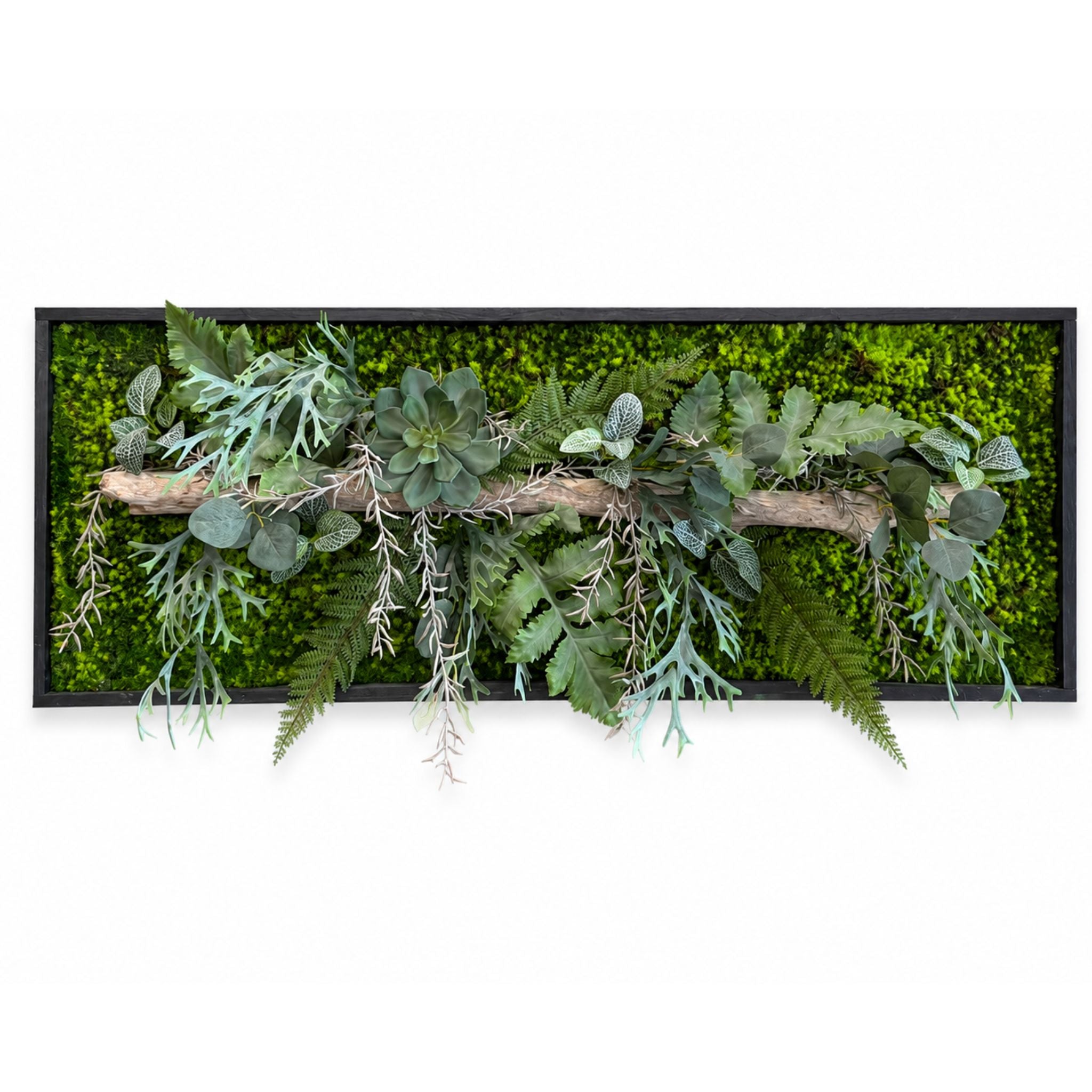 Tableau végétal Catopsis 110x40cm