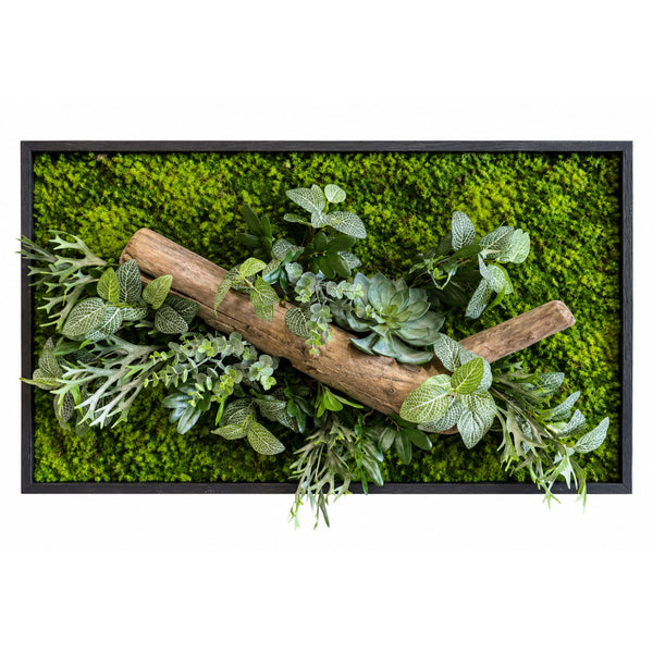Tableau végétal Catopsis 80x51.5cm