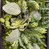 Tableau végétal Cerfeuil 50x20cm