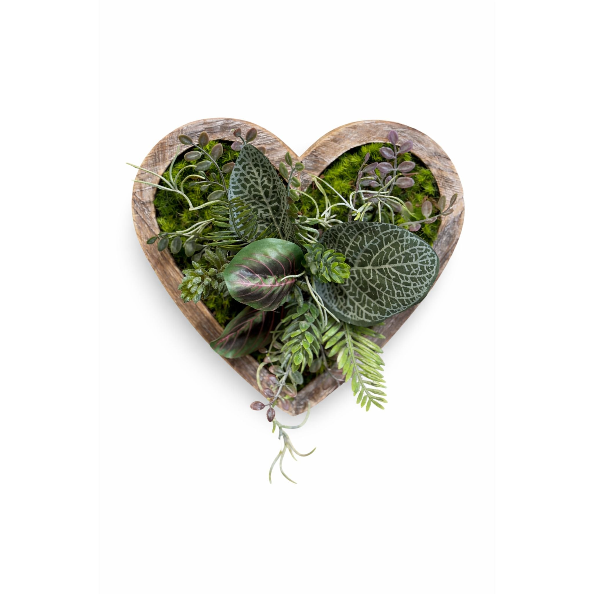 Tableau végétal Crassula 20x18cm