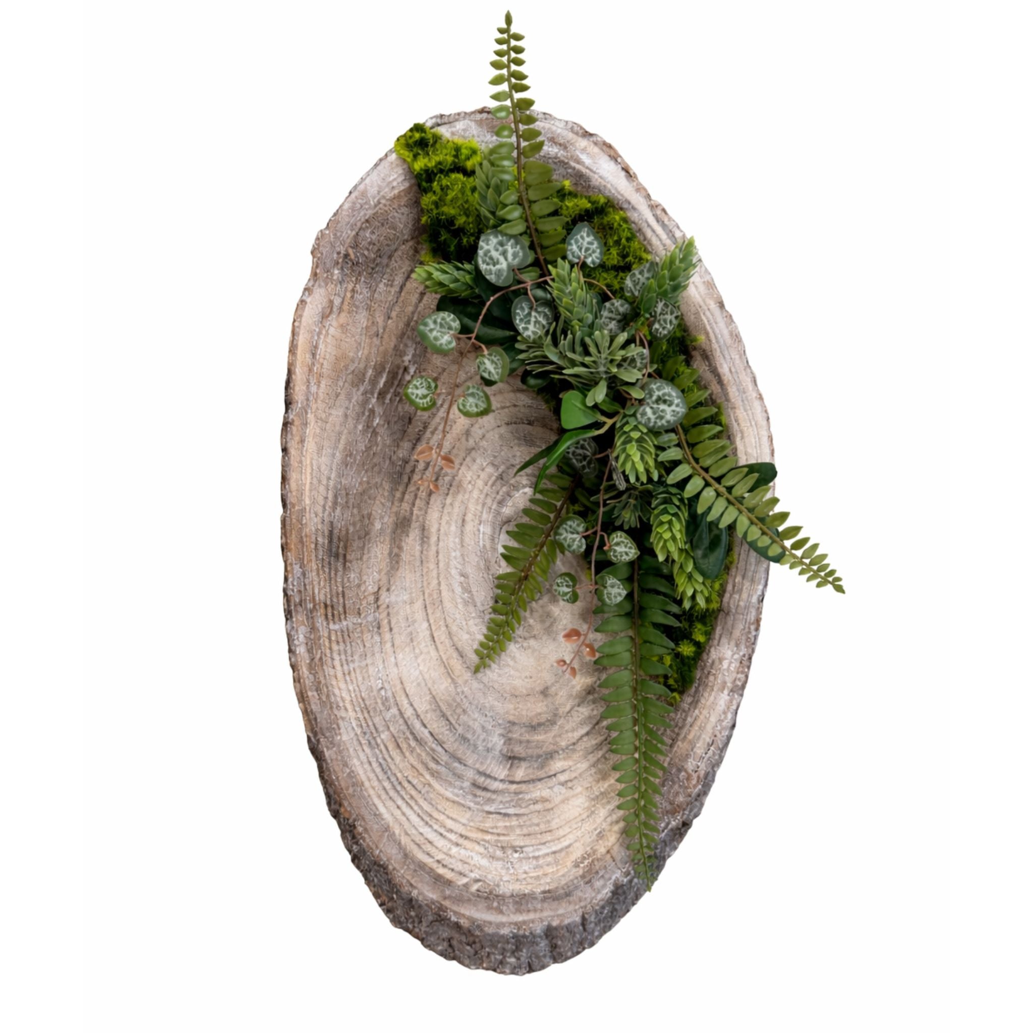 Tableau végétal Dicksonia 52x27cm