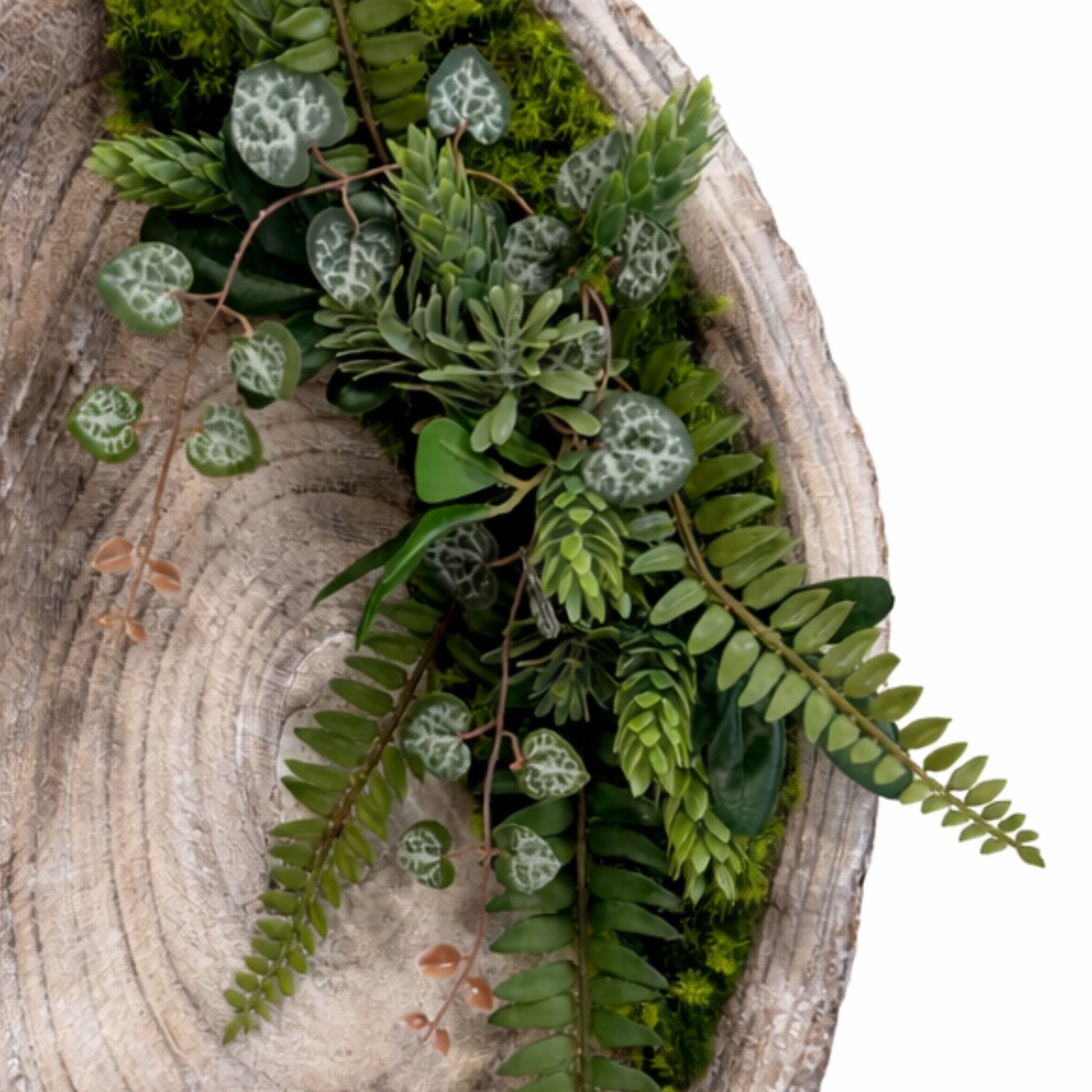 Tableau végétal Dicksonia 52x27cm