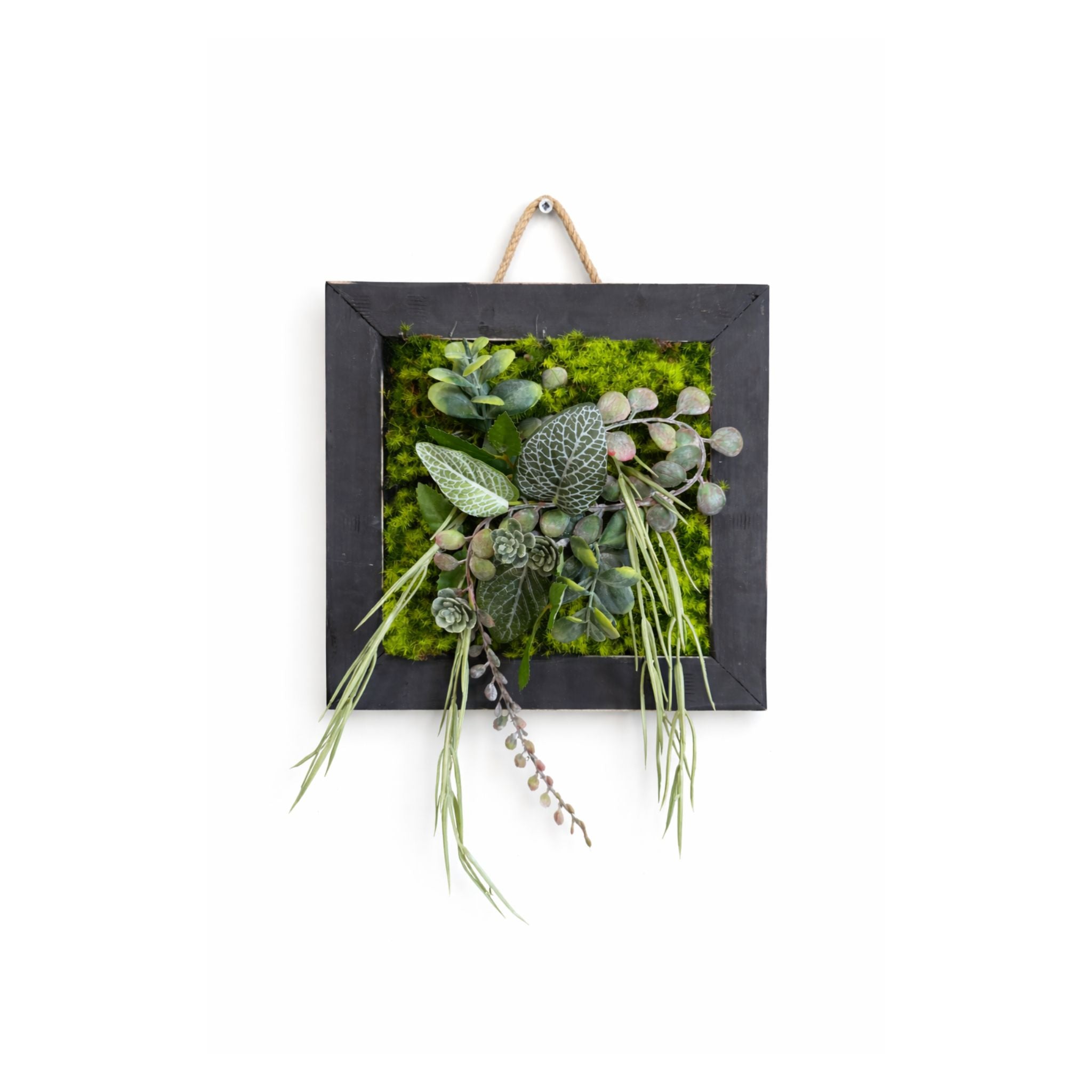 Tableau végétal Dracaena 22x22cm