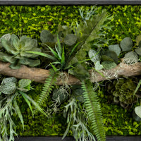 Tableau végétal Drosera 122x49,cm