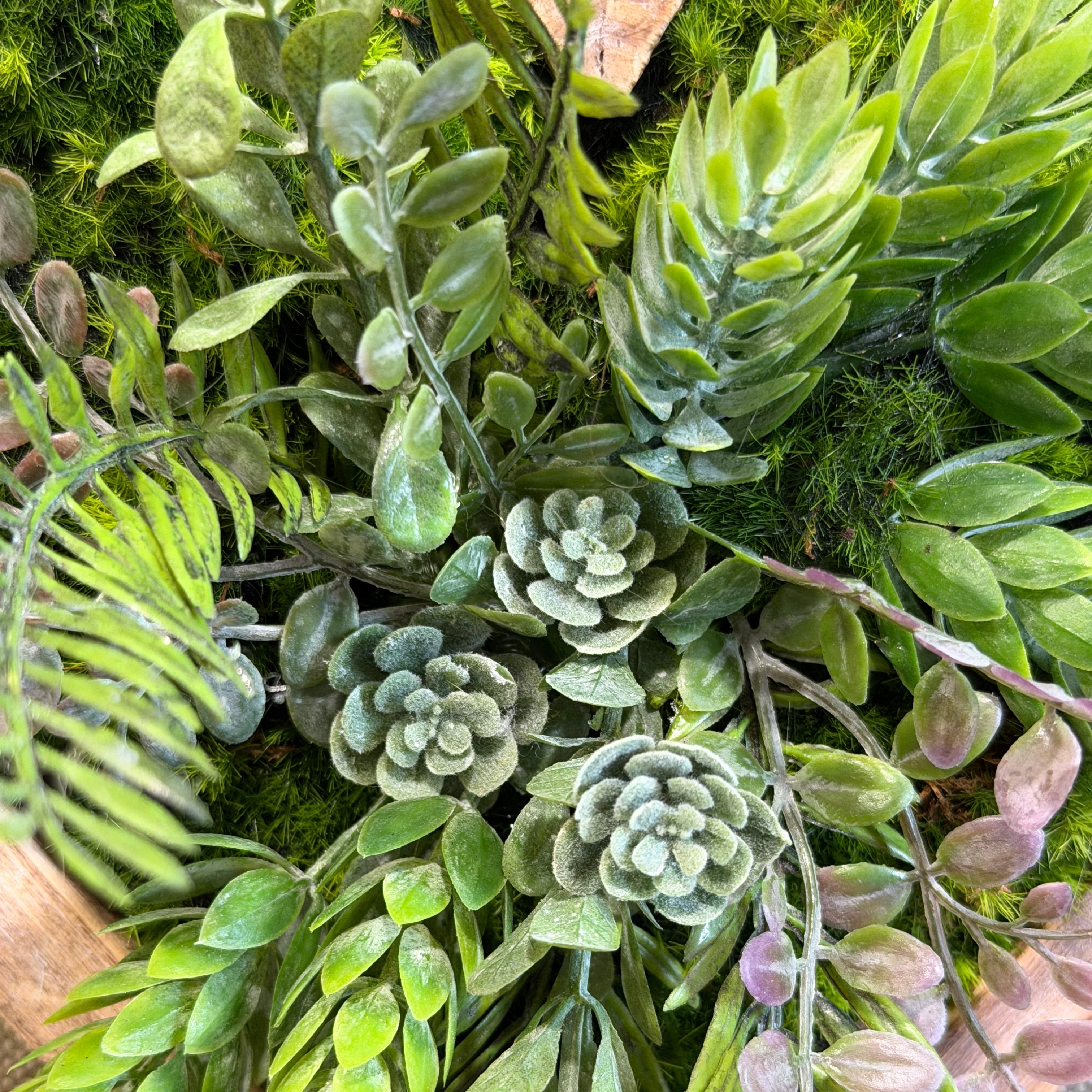 Tableau végétal echeveria 20x18cm