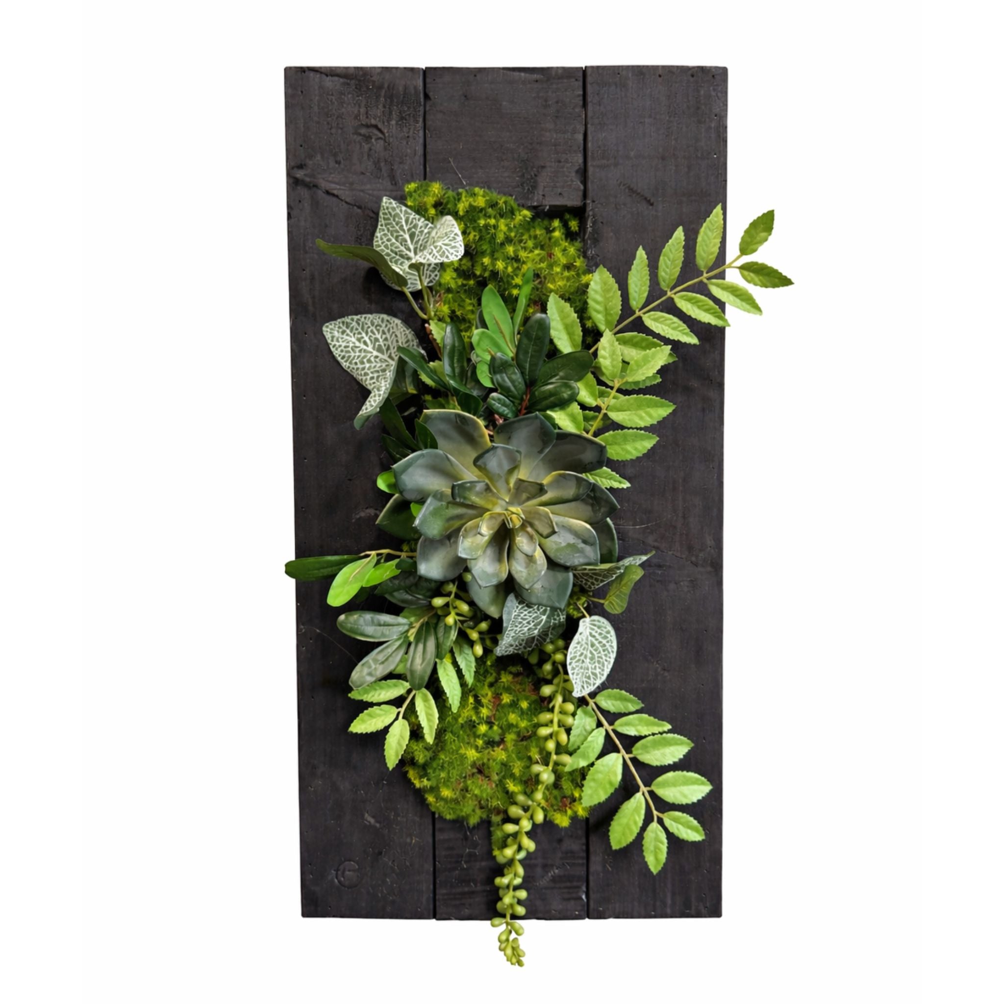 Tableau végétal Fatsia 59x29cm