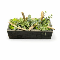 Centre de table Gasteria 26x10cm