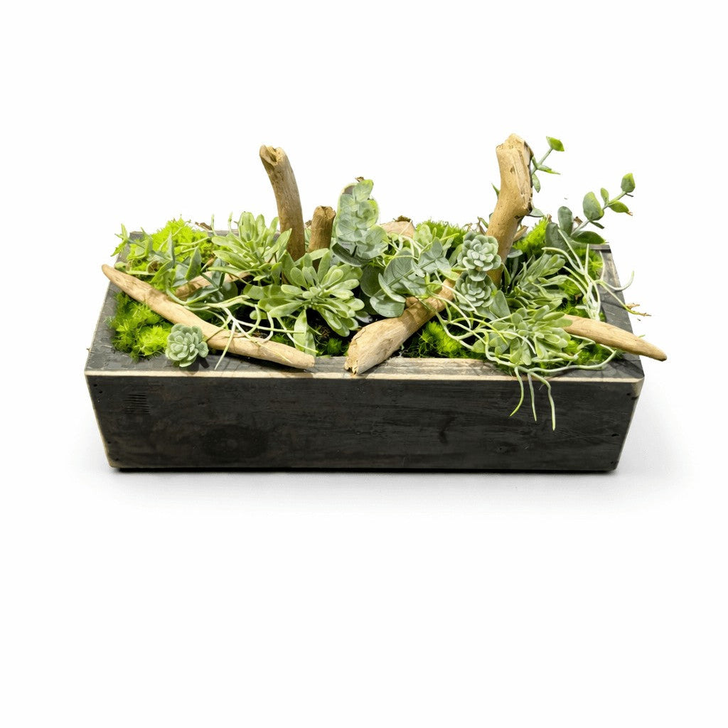 Centre de table Gasteria 26x10cm