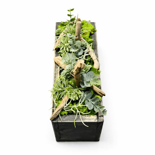 Centre de table Gasteria 26x10cm