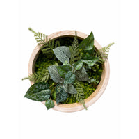 Tableau végétal Hedera 30cm